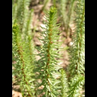 Hippuris vulgaris (fam Hippuridacees) (rg temperees) (3)